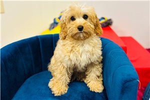 Axel - Cavapoo for sale