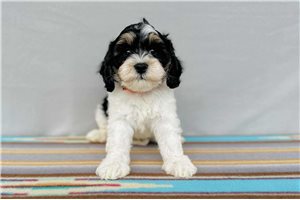 Bodie - Cavapoo for sale