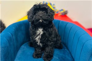 Faith - Cavapoo for sale