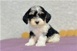 Iker - puppy for sale