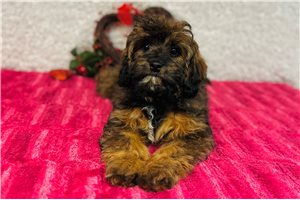 Delta - puppy for sale