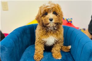 Forrest - Cavapoo for sale