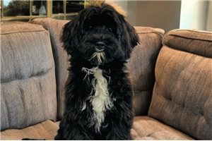 Irene - Cavapoo for sale