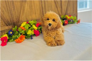 Thea - puppy for sale