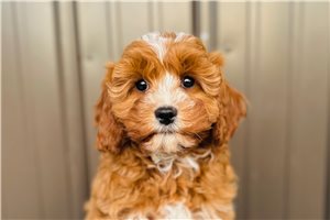 Forrest - Cavapoo for sale