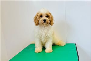 Gander - Cavapoo for sale