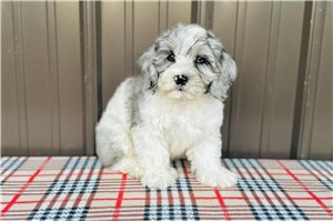 Bronx - Cavapoo for sale