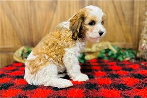 Cadence - Cavapoo for sale