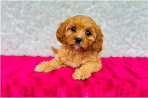 Ranita - Cavapoo for sale