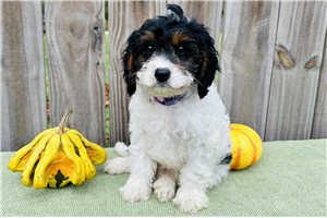 Dewdrop - Cavapoo for sale