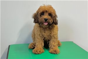 Theodore - Cavapoo for sale