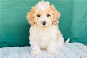 Isaiah - Cavapoo for sale
