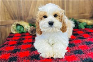 Tara - Cavapoo for sale