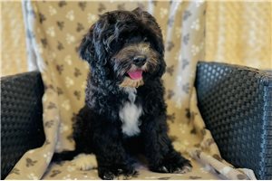 Forrest - Cavapoo for sale