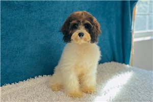 Gloria - Cavapoo for sale