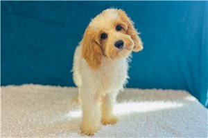 Gander - Cavapoo for sale