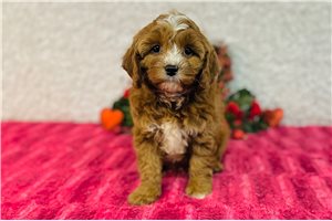 Forrest - puppy for sale