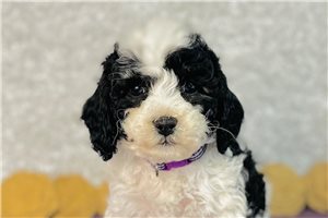Isabella - puppy for sale