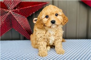Cubby - puppy for sale