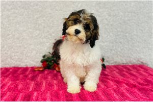 Dustin - Cavapoo for sale