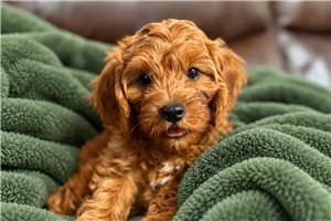 Howie - Cavapoo for sale