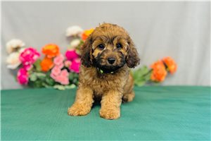 Tessa - Cavapoo for sale