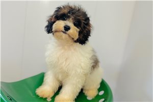 Gloria - Cavapoo for sale