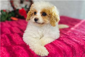 Adeline - Cavapoo for sale
