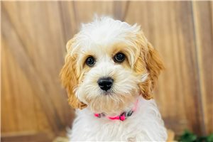 Tatiana - Cavapoo for sale