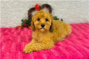 Bodie - Cavapoo for sale