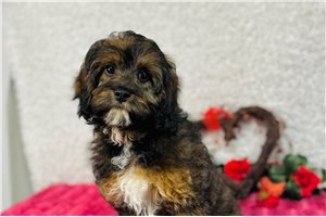 Darlene - puppy for sale