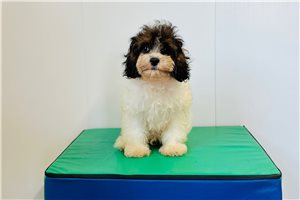 Gloria - Cavapoo for sale