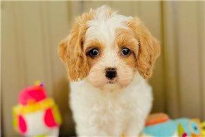 Emma - puppy for sale