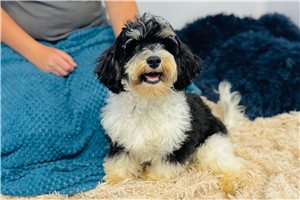Iker - Cavapoo for sale