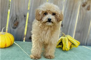 Sienna - Cavapoo for sale