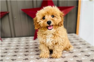 Cudi - puppy for sale