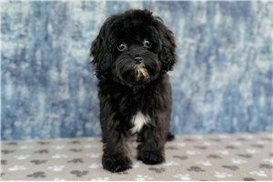 Charlotte - Cavapoo for sale