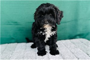 Irene - Cavapoo for sale