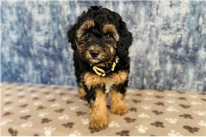 Truffle - Cavapoo for sale