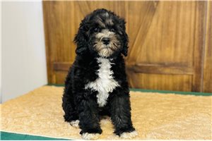 Isaac - Cavapoo for sale