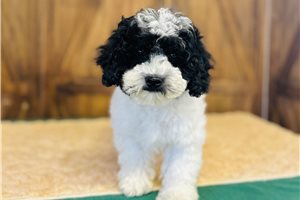 Ivory - Cavapoo for sale