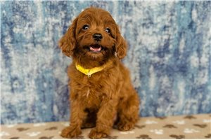 Victoria - Cavapoo for sale