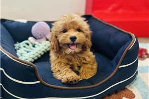 Wolfgang - puppy for sale