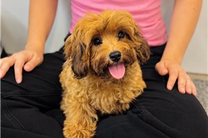 Theodore - puppy for sale