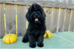 Johann - Cavapoo for sale