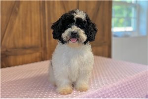 Ivory - Cavapoo for sale