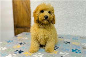Price - Cavapoo for sale