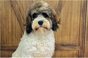Dustin - Cavapoo for sale
