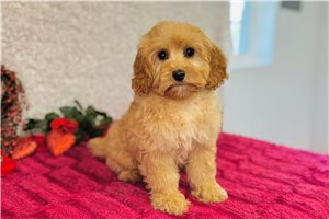 Axel - Cavapoo for sale