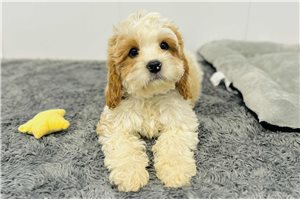 Toto - Cavapoo for sale